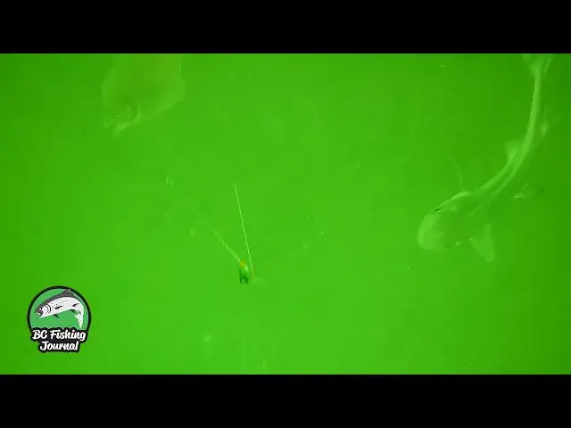 'Video thumbnail for CRAZY UNDERWATER ACTION! Flounder & Spiny Dogfish Sharks'