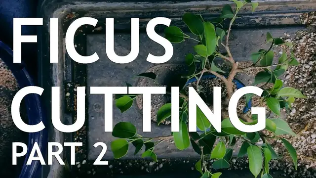 'Video thumbnail for Ficus Cutting Bonsai, 2'