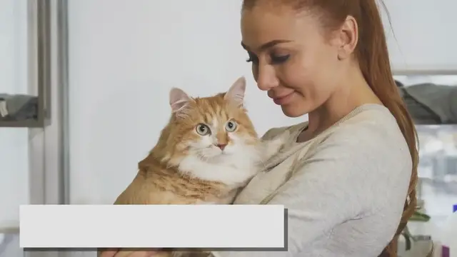 'Video thumbnail for Tackling Ragdoll Scratching: Effective Strategies for a Happy Home'