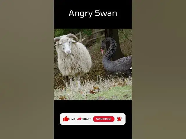 'Video thumbnail for Angry Swan #angry #swan #sheep #shorts #viral #funnyvideo #funnyanimals #trendingshorts'
