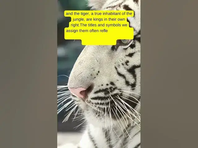 'Video thumbnail for Why is the lion called the king of the jungle and not the tiger #lion #king #tiger #bigcat #shorts'