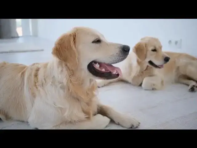 'Video thumbnail for Canine Chronicles: Unveiling the Intriguing World of Dogs'