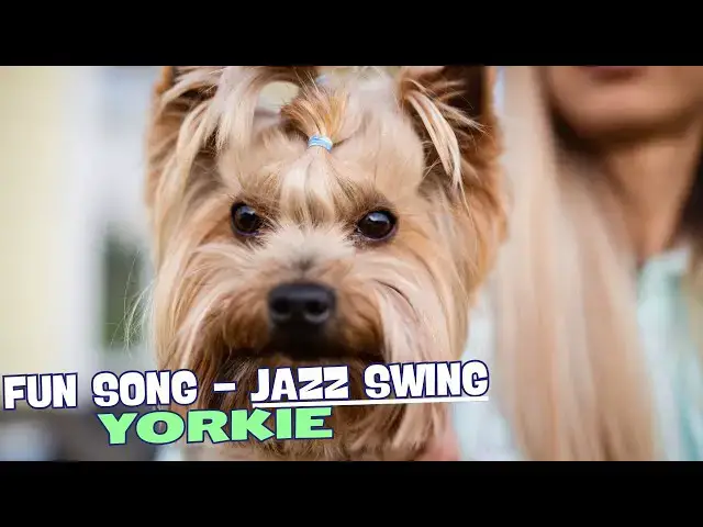 'Video thumbnail for 🎶 Little Yorkie and His Attitude/Fun Song about Yorkie! 🐾'
