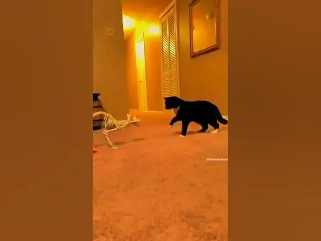 'Video thumbnail for Funny cat videos #funneyvideo#funnycats'
