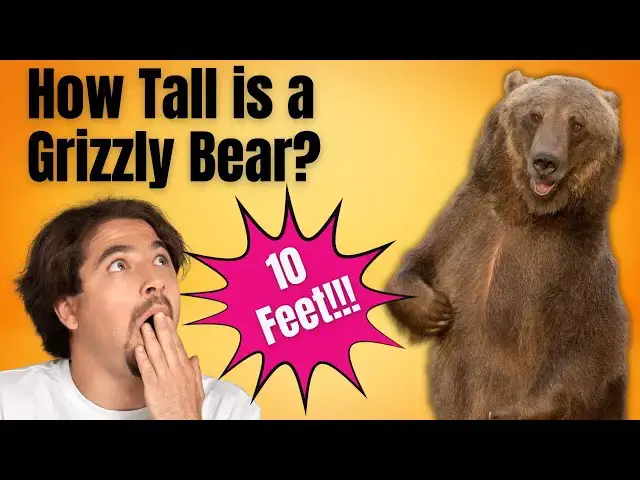 'Video thumbnail for How Tall Is A Grizzly Bear - Grizzly Bear Height - How Big is a Grizzly Bear'