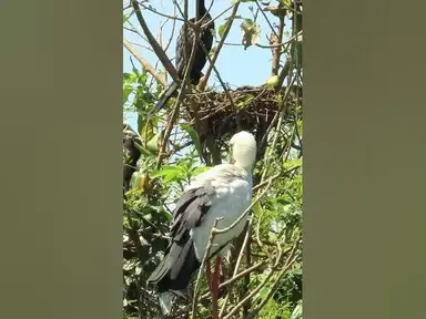 'Video thumbnail for Wow Nice Gain Bird A lot EP 34 #birds #nestbird #birdalot #birdfeed #birdeat'