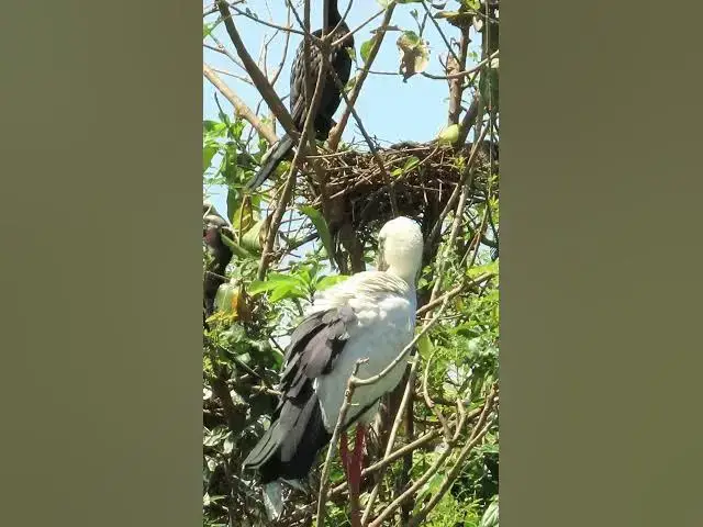 'Video thumbnail for Wow Nice Gain Bird A lot EP 34 #birds #nestbird #birdalot #birdfeed #birdeat'