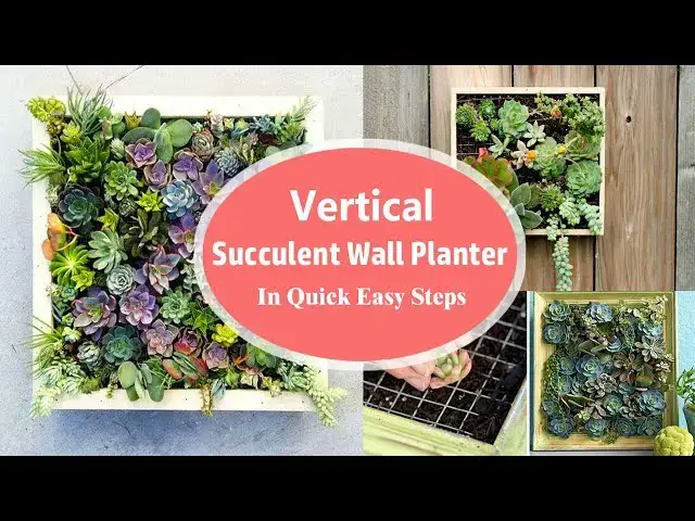 'Video thumbnail for Vertical Succulent Wall Planter In Quick Easy Steps | DIY Succulent Frame'