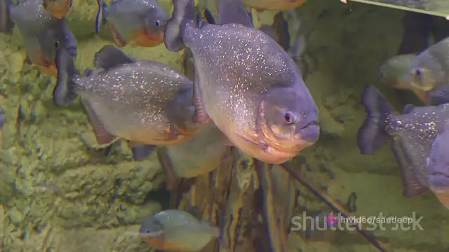 'Video thumbnail for 11 Warning Signs Is Your Pleco Dying and How to Save It'