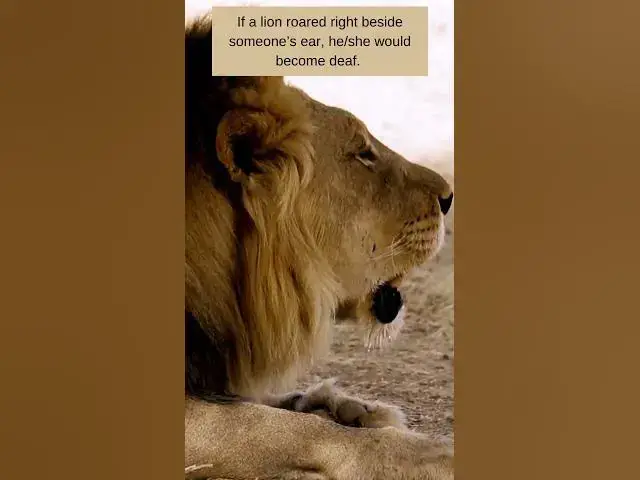 'Video thumbnail for The Lion Roar #lion #bigcats #roar #shorts #fierce #wildcats #africanlion #viral #trending'