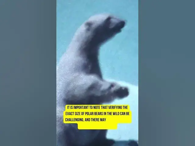 'Video thumbnail for Largest Polar Bear ever on record #polarbear #largestpolarbear #largestbear'
