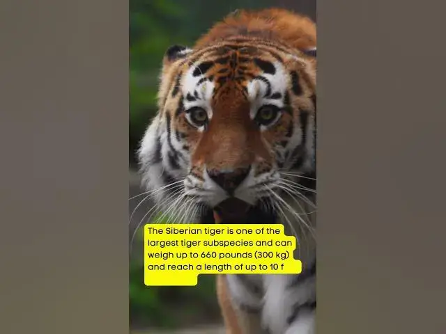 'Video thumbnail for The Siberian tiger #tiger #wildlifeexploration #siberiantiger #bigcat #apexpredators #predator'
