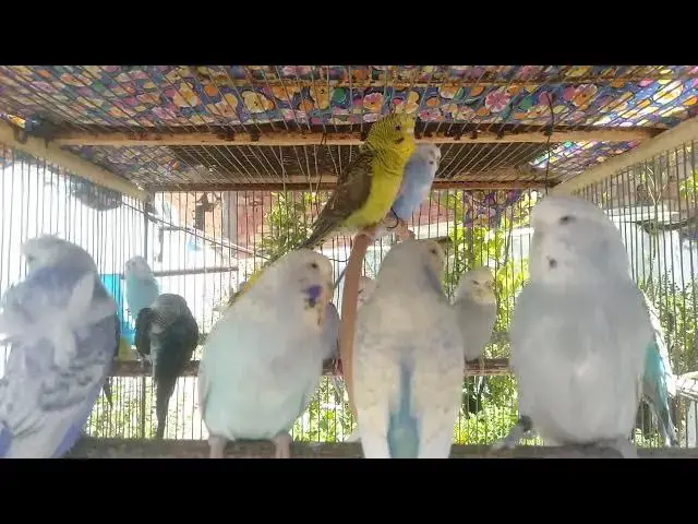 'Video thumbnail for The Happiest Budgie Colors You'll See Today 😊💚💛'