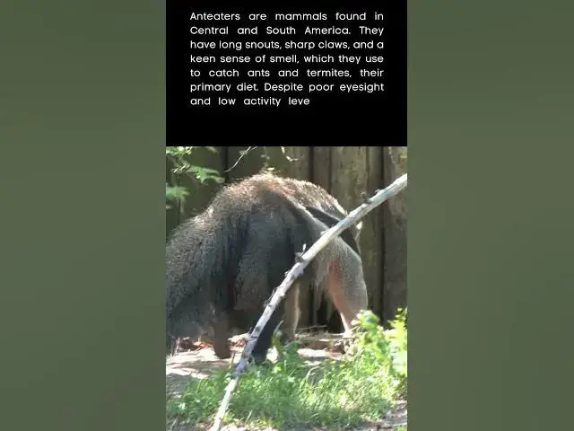'Video thumbnail for Anteater Cat Walk #anteater #amazinganimals #uniqueshorts #uniqueanimal #shorts #viral #funny'
