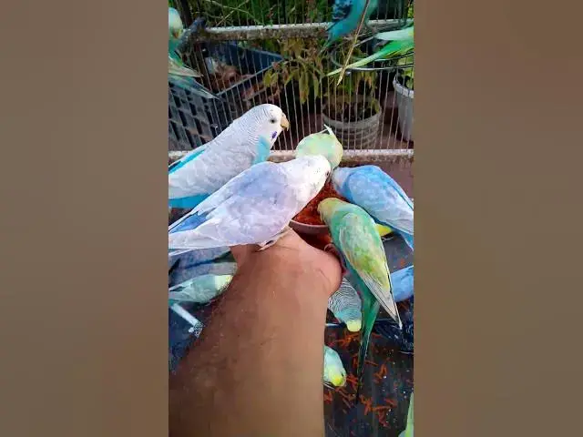 'Video thumbnail for This Amazon bird toy is SO COOL#birds#parrot #birdslover #budgis #lovebirds #budgiegar #cute #health'
