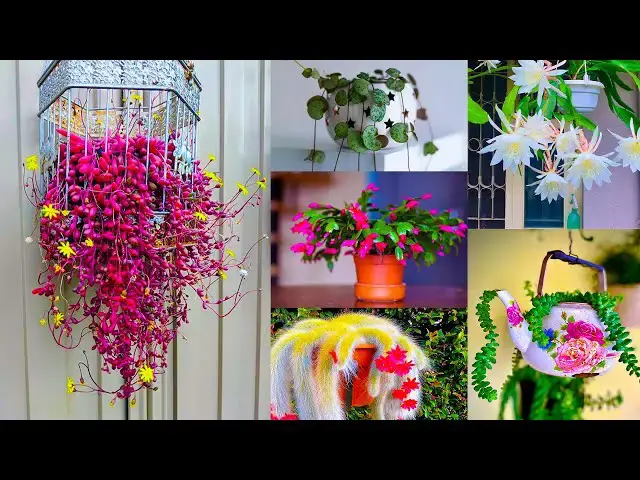 'Video thumbnail for 27 Best Succulent Vines | Vine Like Succulent Plants'