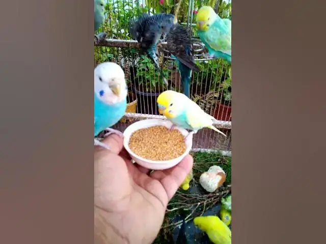 'Video thumbnail for Soaring Profits High Income Bird Businesses with Instant Short Term Gains#birds#parrot #birdslover #'