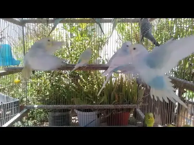 'Video thumbnail for 🕊️ Rare Budgies in Natural Light – Peaceful Beauty'