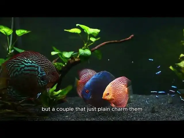 'Video thumbnail for The Cutest Fish in the World'