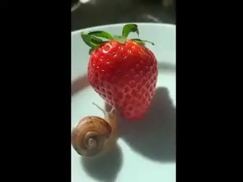 'Video thumbnail for Cute and funny animals video | strobberry funny videos #shorts'