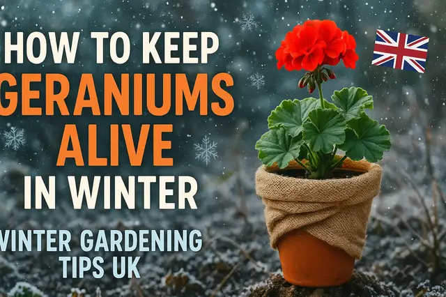 'Video thumbnail for How to Keep Geraniums Alive in Winter | Winter Gardening Tips UK'