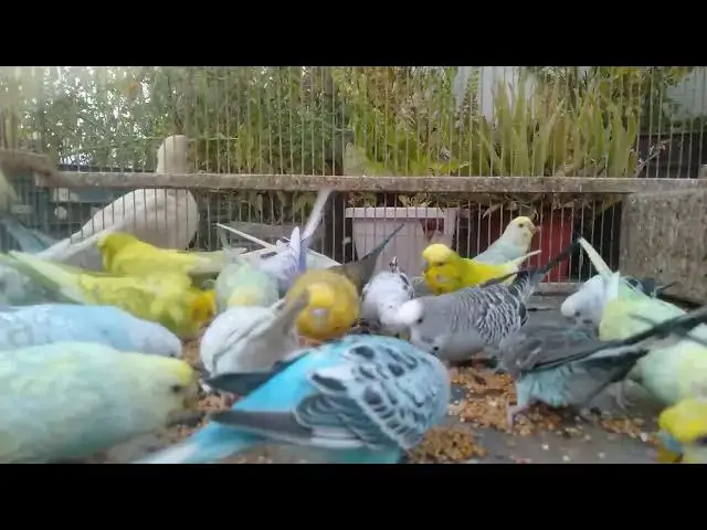 'Video thumbnail for 🔬 Genetic Wonders of Rare Budgie Breeds'
