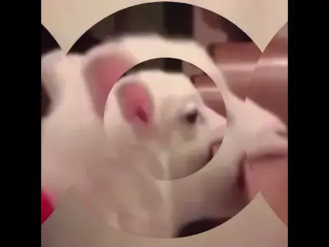 'Video thumbnail for Animals baby funny video | baby animal video | animals cute video #shorts'