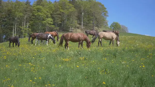 'Video thumbnail for 10 Hilarious Horse Names: Ideas for Comical Pets'
