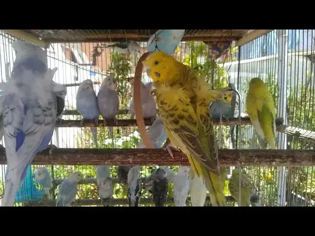 'Video thumbnail for 💚 Budget Parrot Toys – Creative Fun Without Spending! 🧠🐦#DIYParrotToys #NoSpendingFun #Smart'