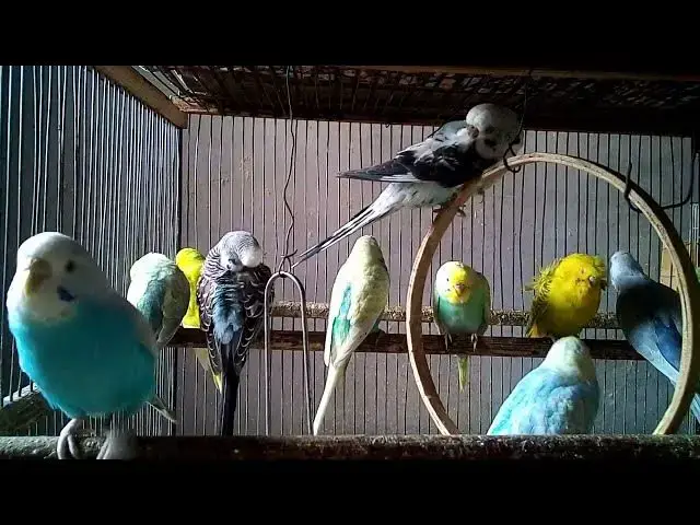 'Video thumbnail for Sleep Better Tonight With Gentle Parrot Chirps 🌙💤#SleepASMR #ParrotNight #CalmingBirds #DreamTime'