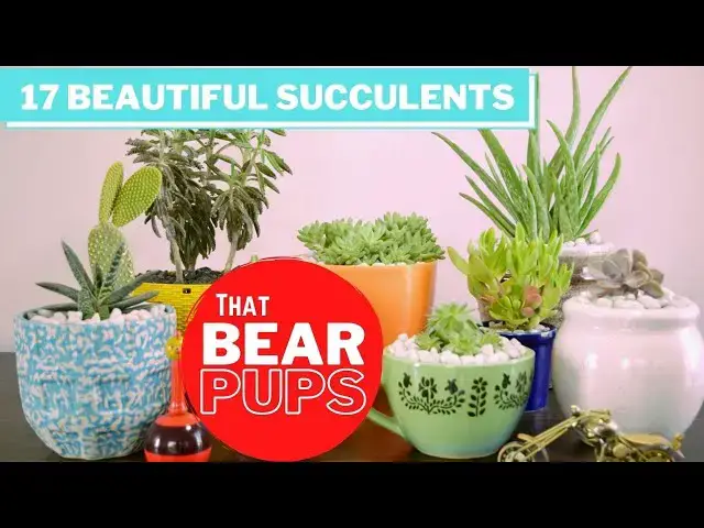 'Video thumbnail for 17 Beautiful Succulents that Bear Pups'