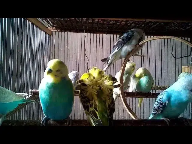 'Video thumbnail for Parrot Rainforest Ambience for Your Home 🏡🌴#NatureAmbience #HomeVibes #TropicalBirds #RelaxEveryda'