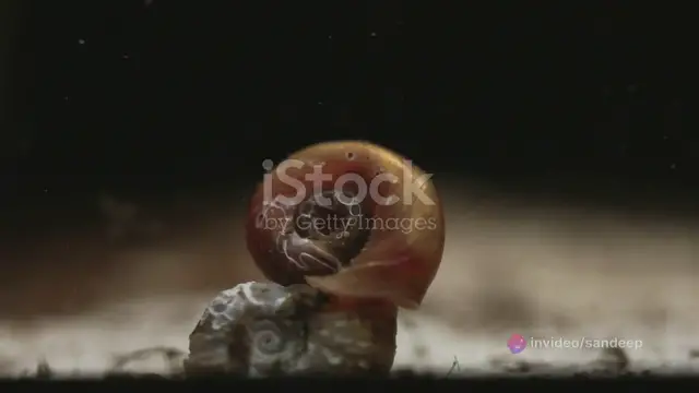 'Video thumbnail for Why is my nerite snail not moving?'