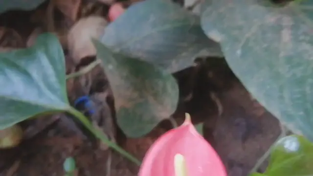 'Video thumbnail for anthurium Flower'