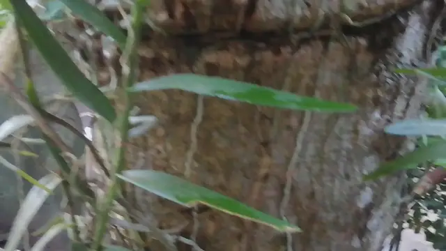 'Video thumbnail for mango Tree'