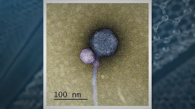 'Video thumbnail for Discovery: A virus that attaches to another virus'