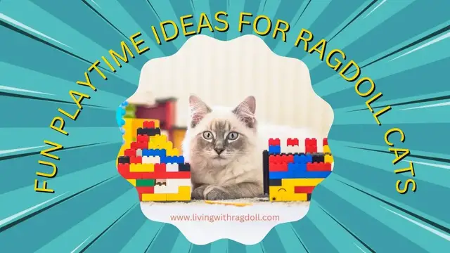'Video thumbnail for Fun Playtime Ideas for Ragdoll Cats'