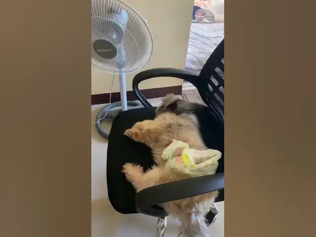 'Video thumbnail for So Hot Mommy | Chummy Needs  Air | #cuteshihtzu #shihtzu'