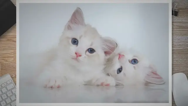 'Video thumbnail for The Best Cat Breeds for Boys: A Comprehensive Guide'