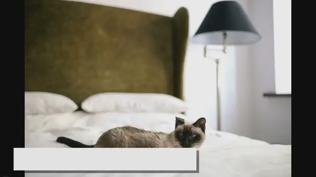 'Video thumbnail for What to Know Before Buying a Ragdoll: A Comprehensive Guide'
