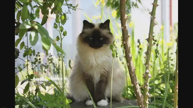 'Video thumbnail for Can Ragdolls Thrive Outdoors? Exploring the Pros and Cons'