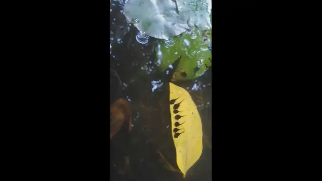 'Video thumbnail for pond home'