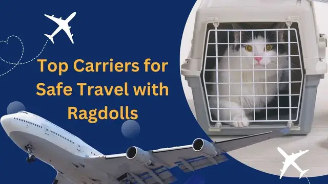 'Video thumbnail for Top Carriers for Safe Travel with Ragdolls'