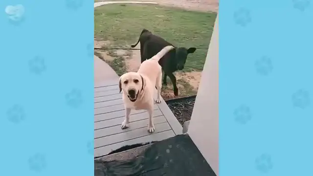 'Video thumbnail for Can’t Stop Laughing: Dogs Doing Hilarious Things!'