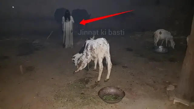 'Video thumbnail for jinnat ki Basti Janwaron ky pas ksi ny Chila kata janwar Pagal hogy with Rao Shamas Ali #Ep645'