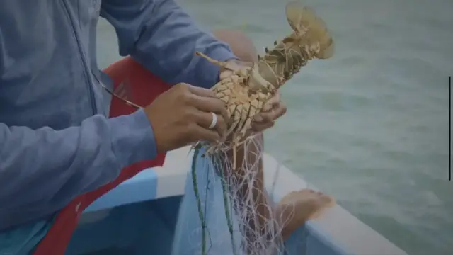 'Video thumbnail for Is There a Lobster Season in Mexico'