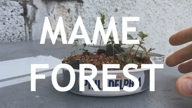 'Video thumbnail for Mame Bonsai Forest Part 2'