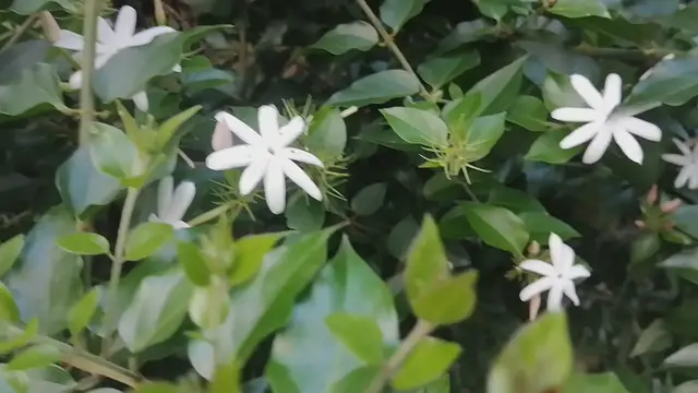 'Video thumbnail for jasmine flower'