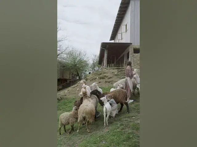 'Video thumbnail for Wonderful human animal relation| Can't wait to see food on the table'