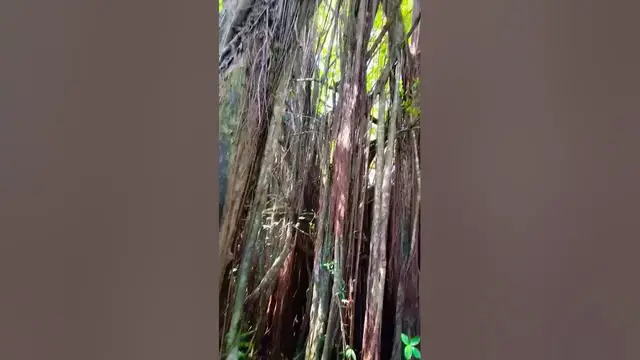 'Video thumbnail for hidden gem big island hawaii #hawaii'